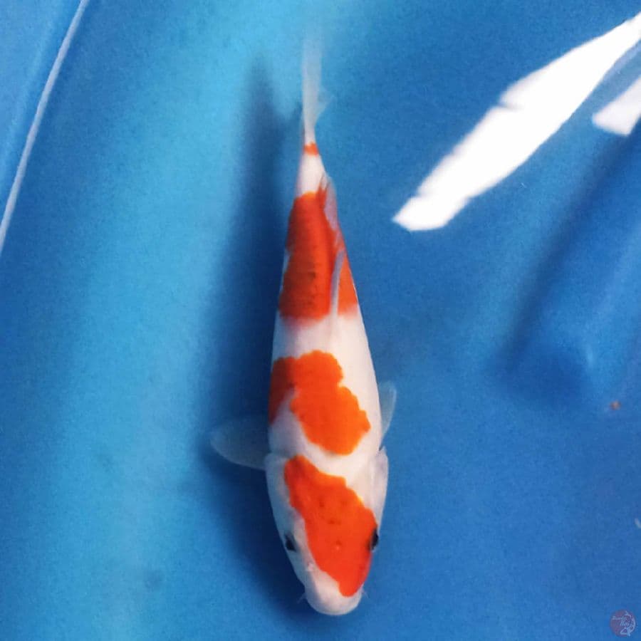 Ai Goromo 21cm