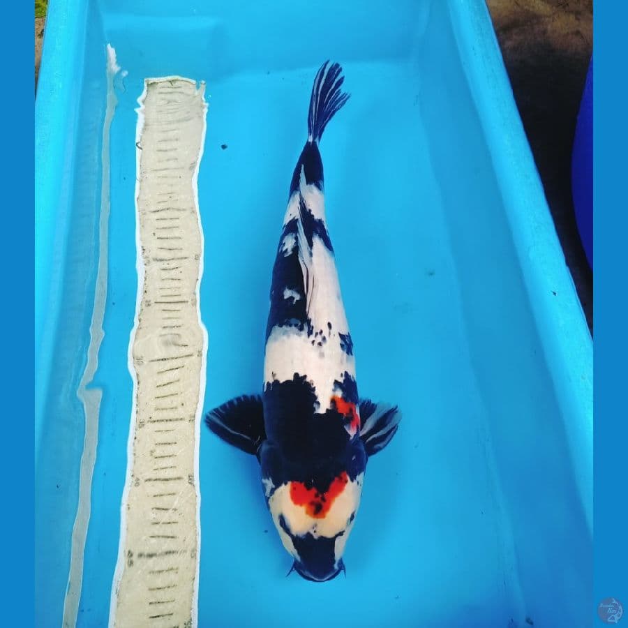 45cm tancho showa orie male