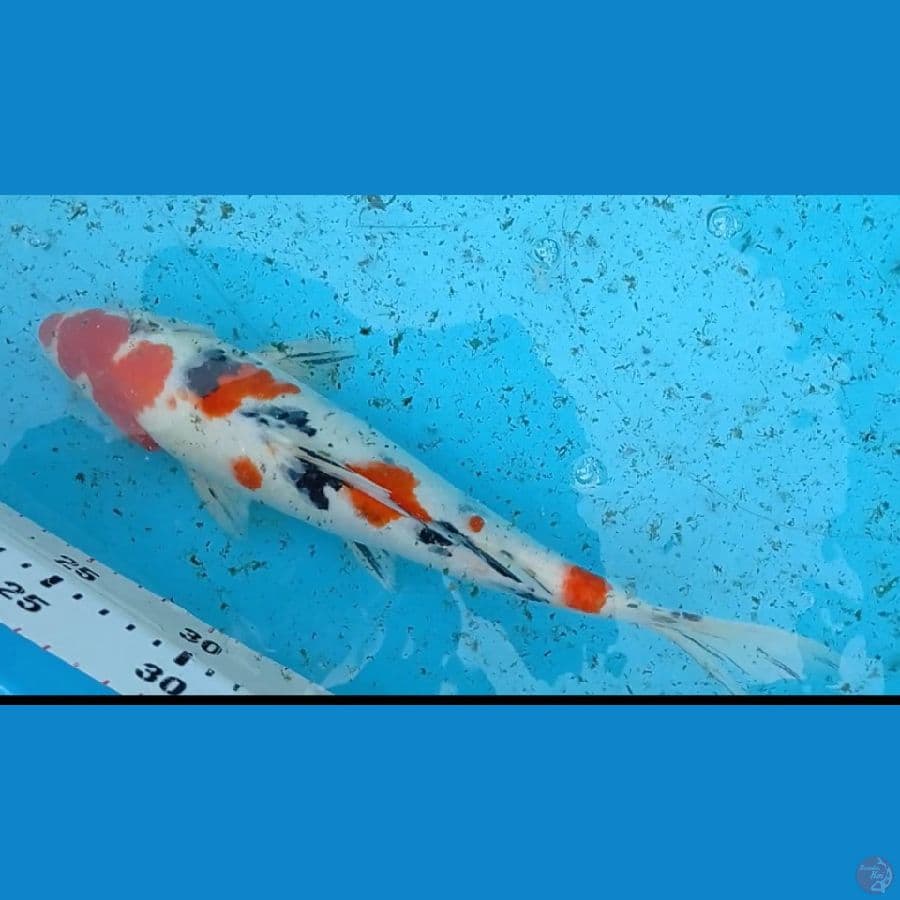 sanke 33 cm