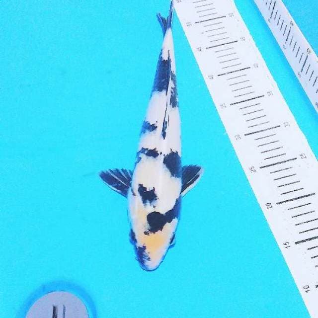 Shiro 40cm