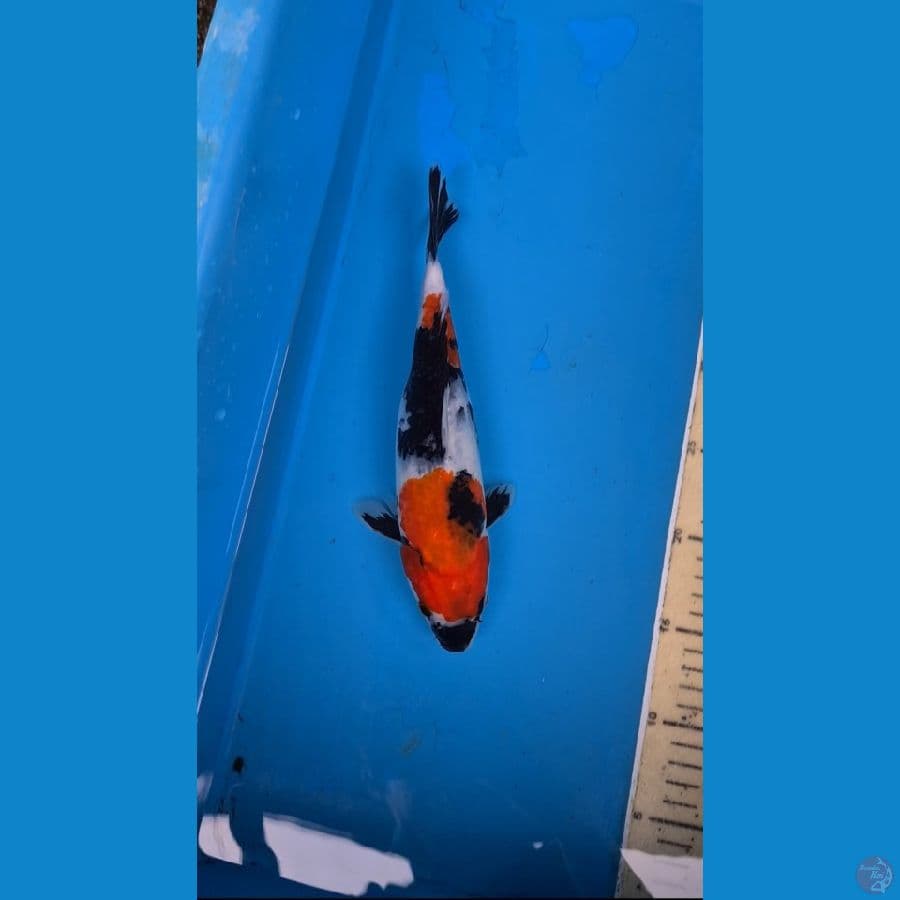 Showa 26cm Male