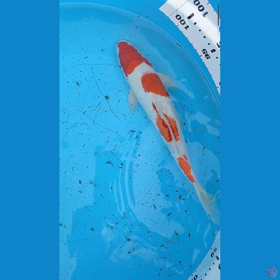 kohaku 32 cm