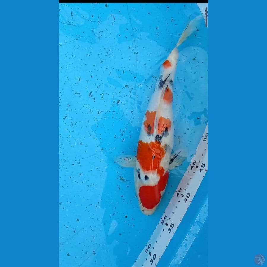 Ori maruten sanke 34 cm