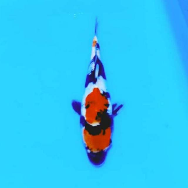 Showa doitsu 25cm