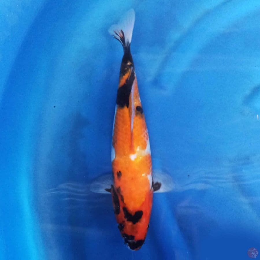 Hi Showa 34 cm