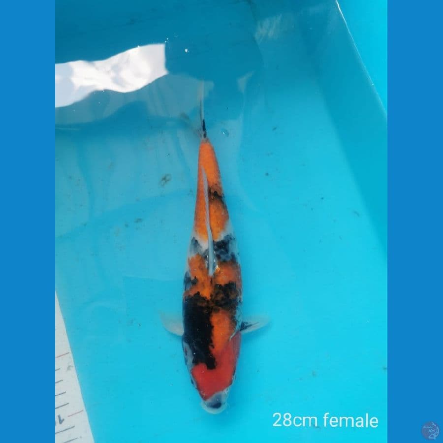Showa 28 cm