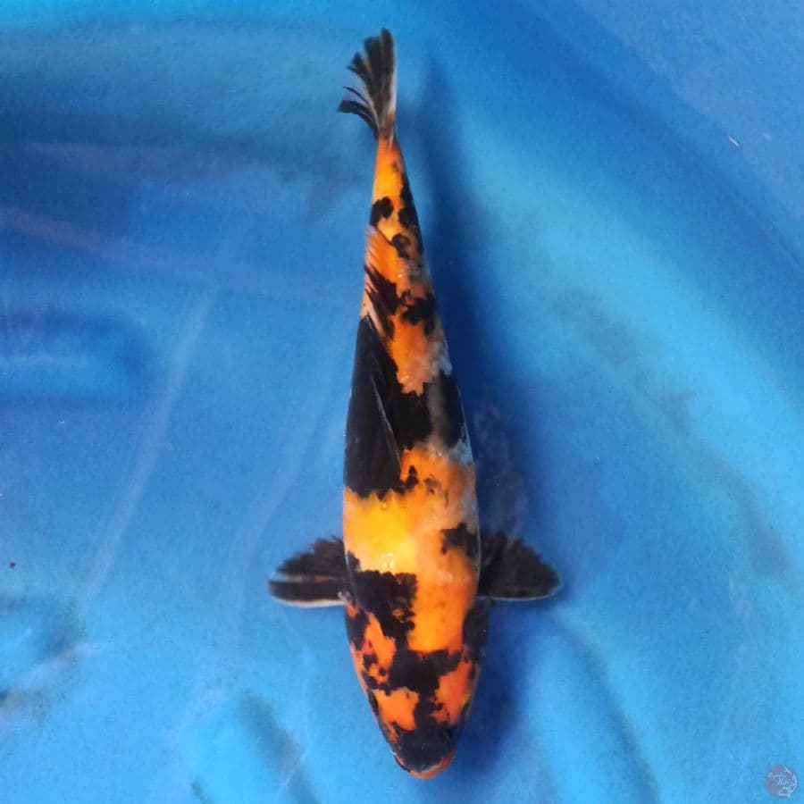 Hi Showa 33 cm Female