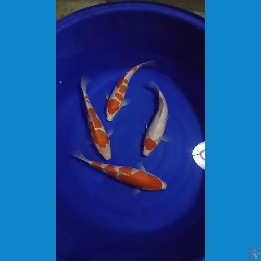 kuhaku size 32-37 cm
