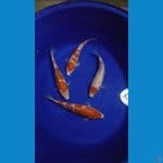 kuhaku size 32-37 cm