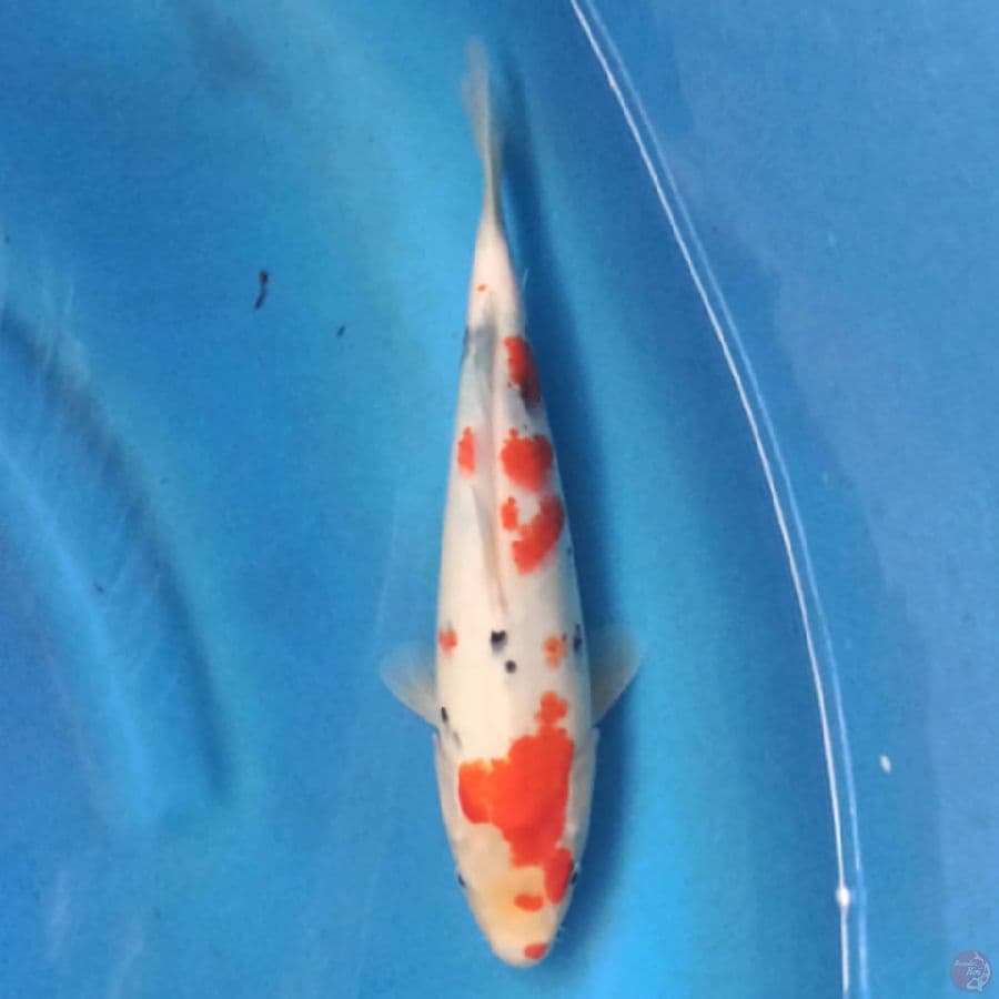 Kindai Showa 27 cm male
