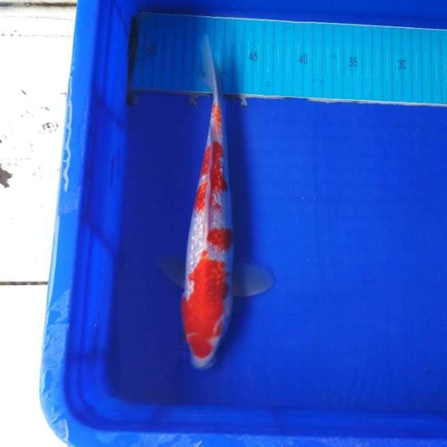 Ginrin kohaku