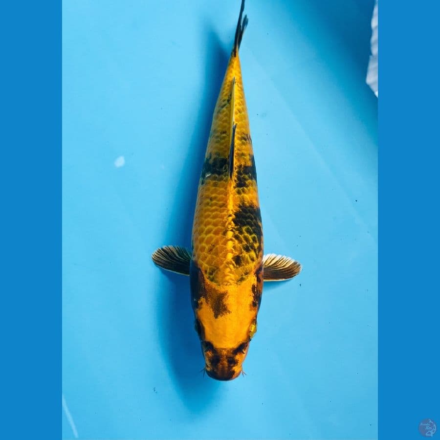 kin ki utsuri, 24 cm