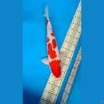 HQ 50cm Original Kohaku