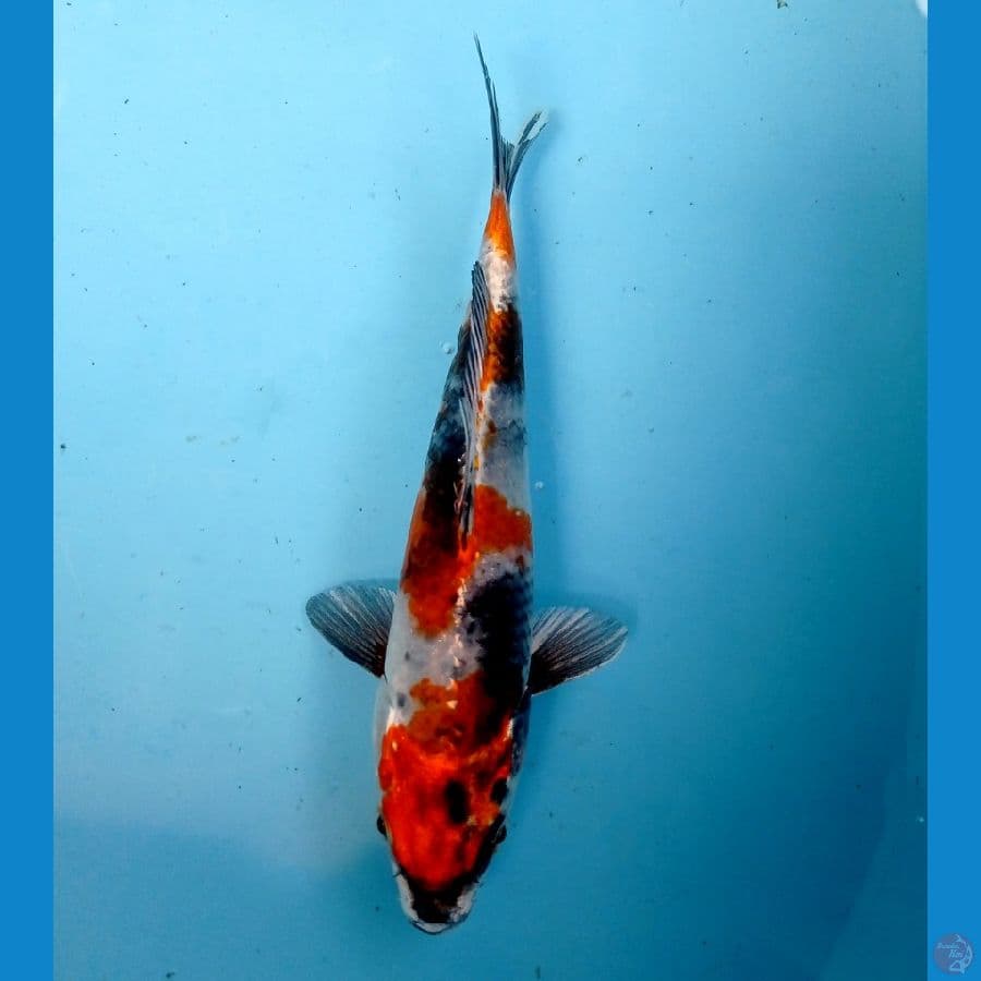 showa hikari 18cm