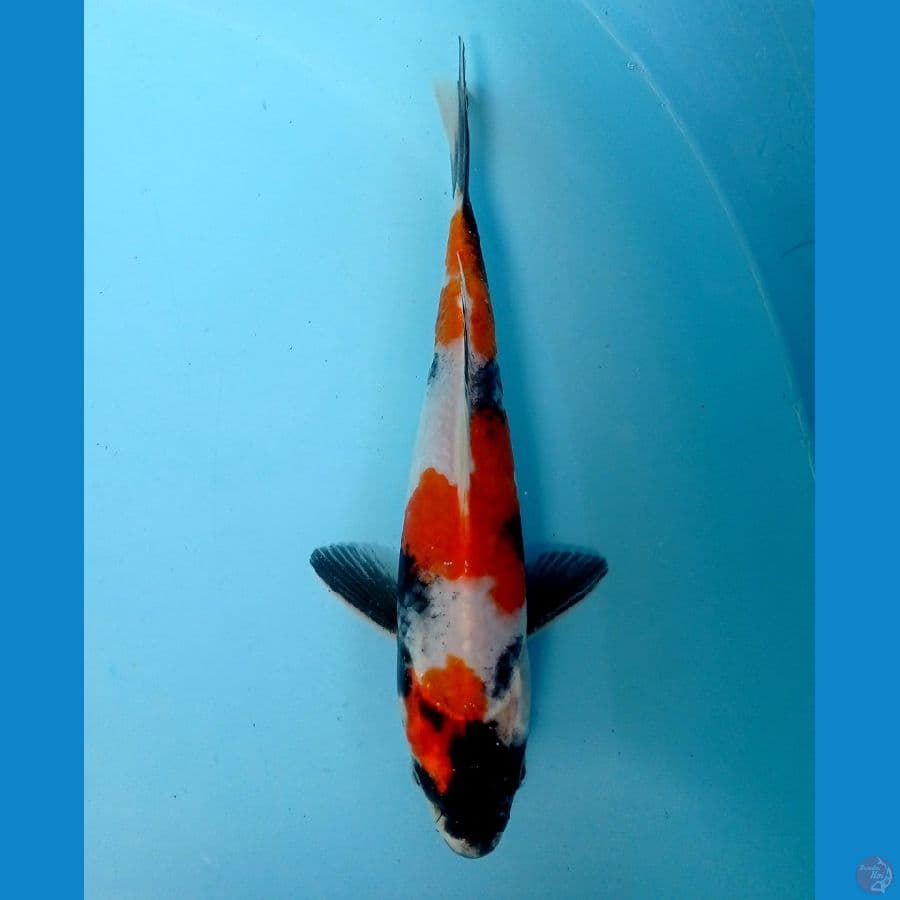 showa 21 cm