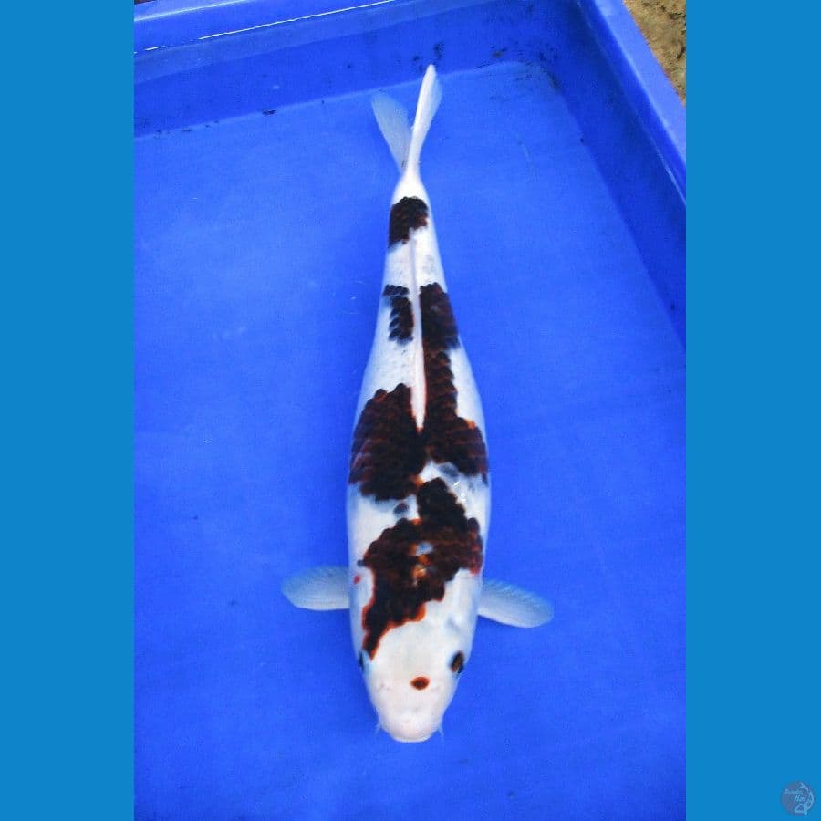 budo goromo ±40cm