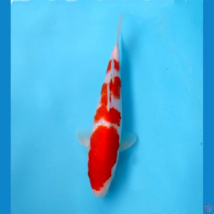 kohaku 24cm