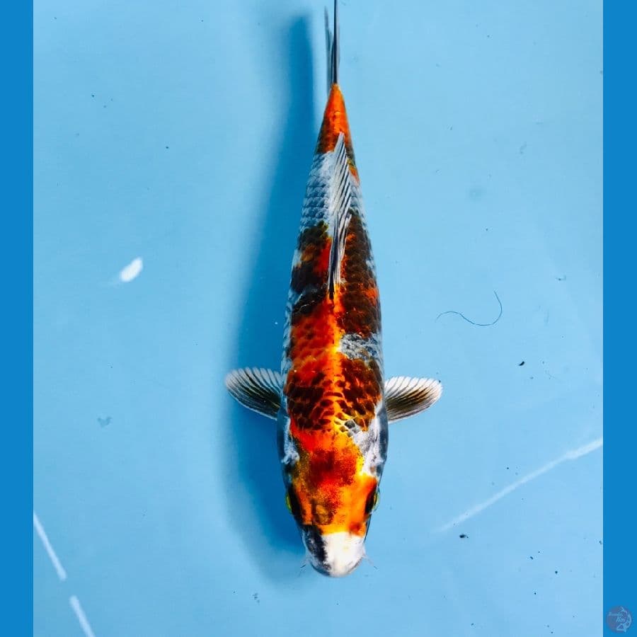kage showa, 23 cm