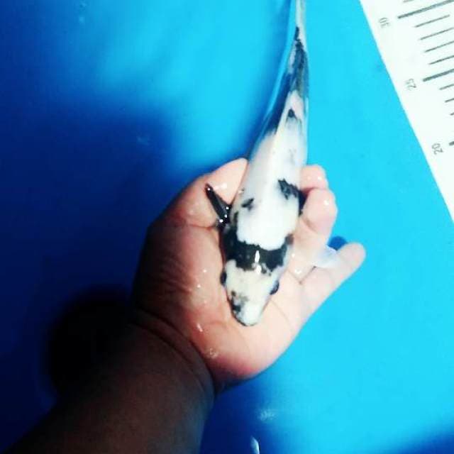 Shiro 23cm