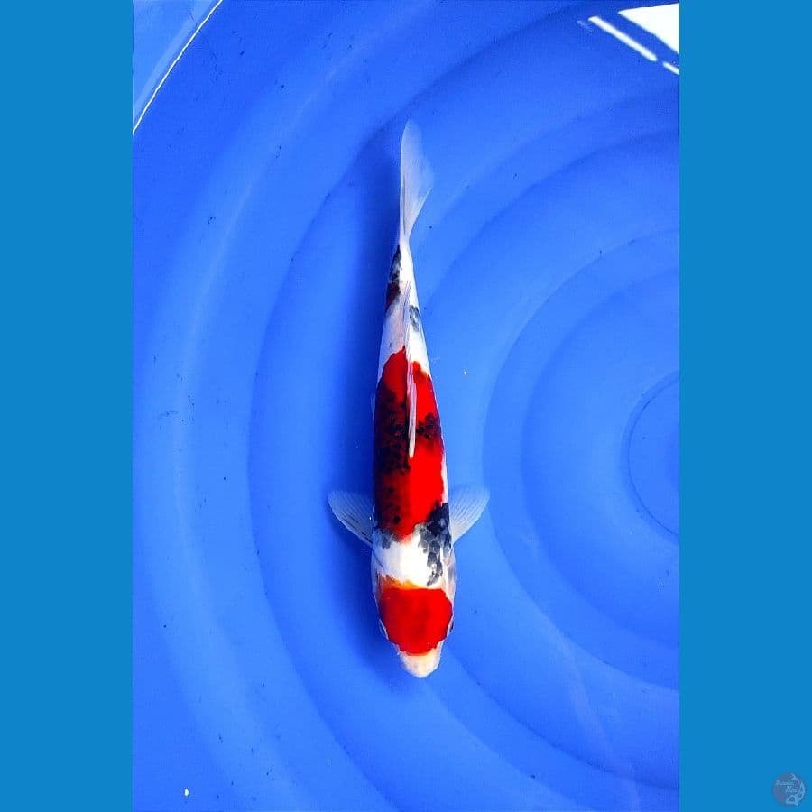Maruten Showa 30cm