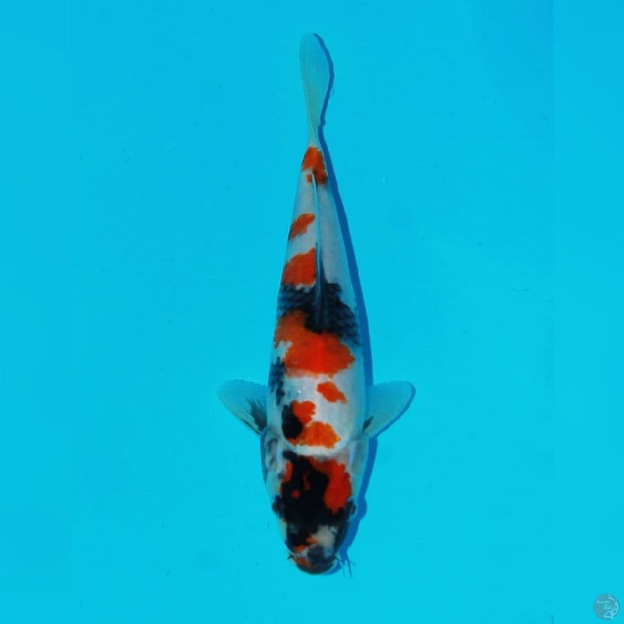 kindai showa tategoi 24cm 