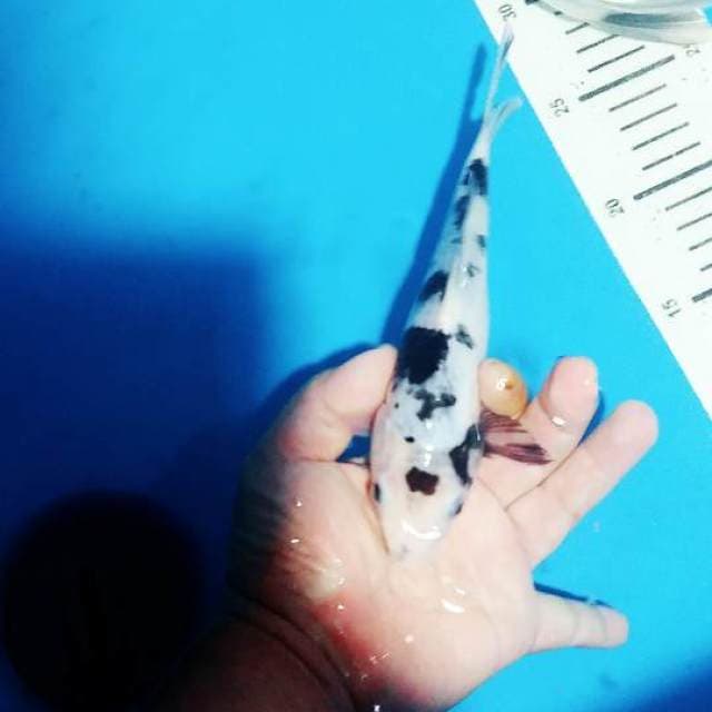 Shiro 22cm