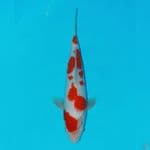 kohaku sakura 30bu 