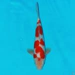 kohaku 28cm 