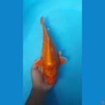 OGON 36cm