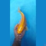 CALON JUMBO 32cm