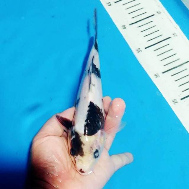 Shiro 23cm