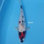 40cm SHOWA
