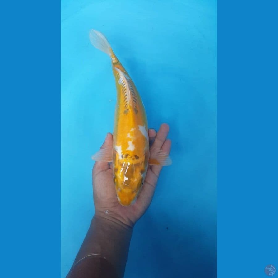 Doitsu 32cm