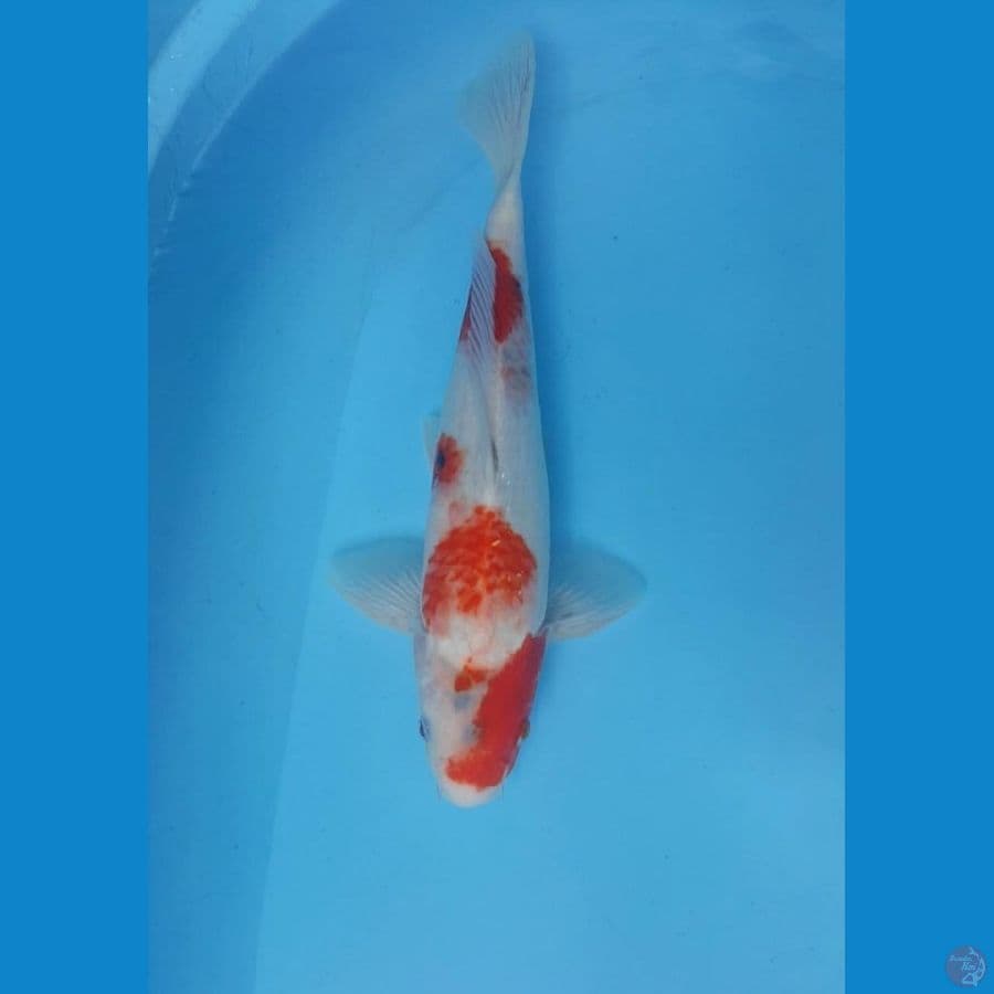 35cm SHOWA