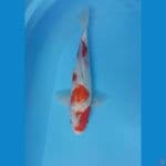 35cm SHOWA