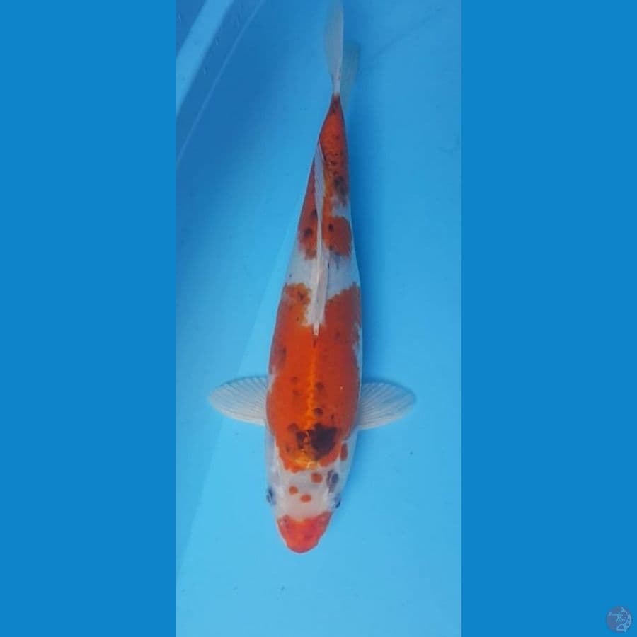 38cm GOSIKKI KLASIK