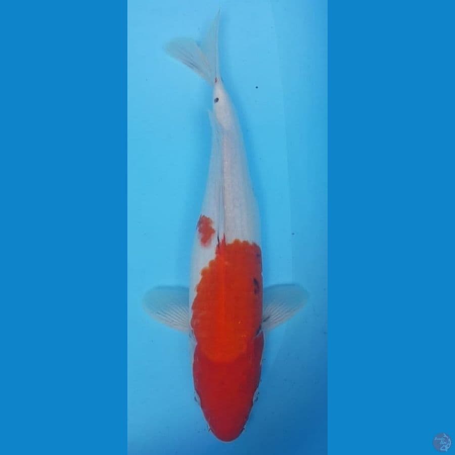 40cm SANKE