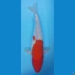 40cm SANKE