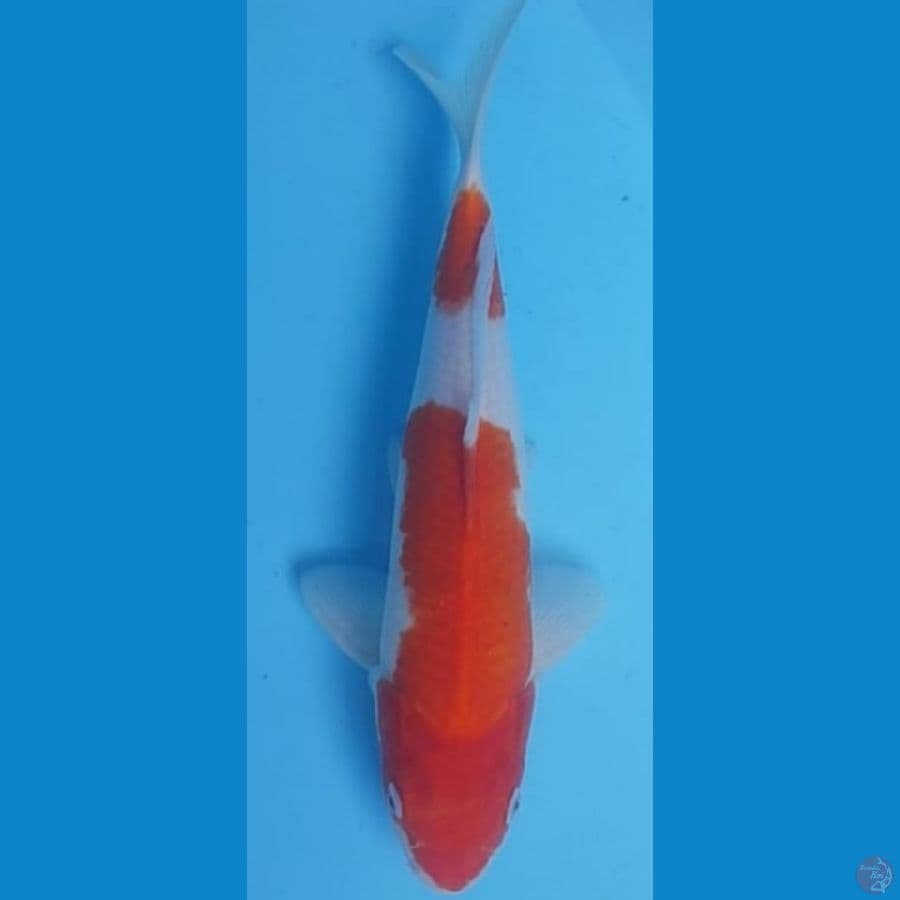 32cm KOHAKU