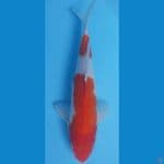 32cm KOHAKU
