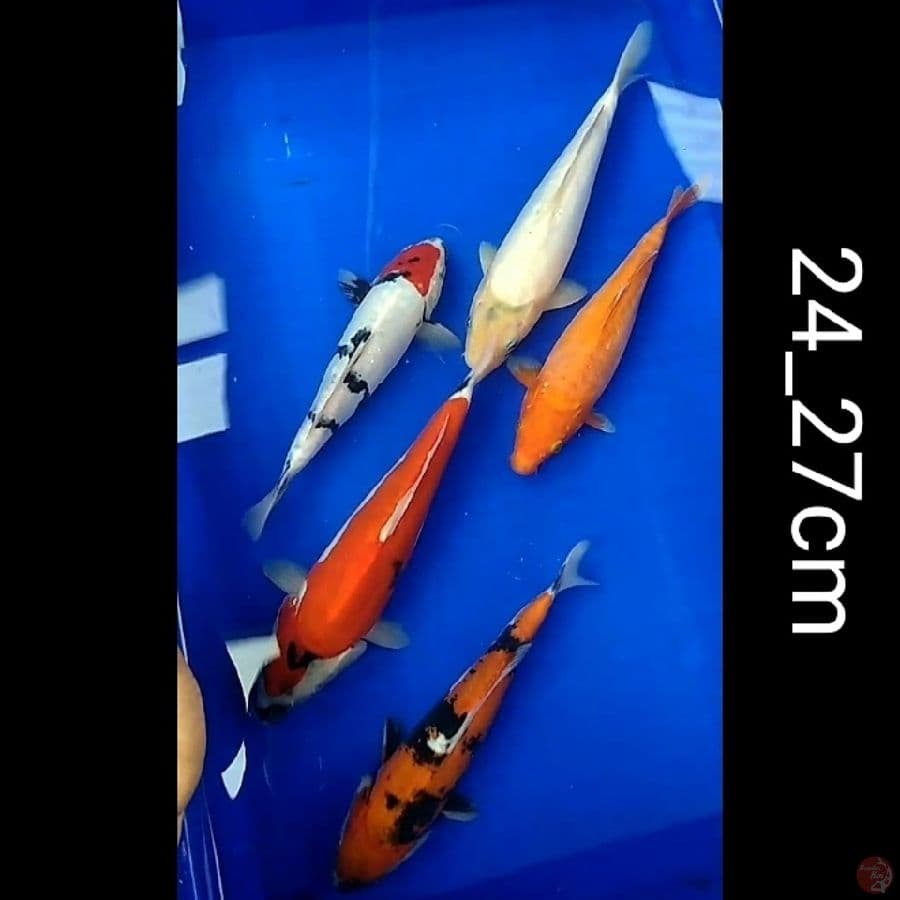 showa Shiro Tategoi doitsu 5ekr/24_27cm