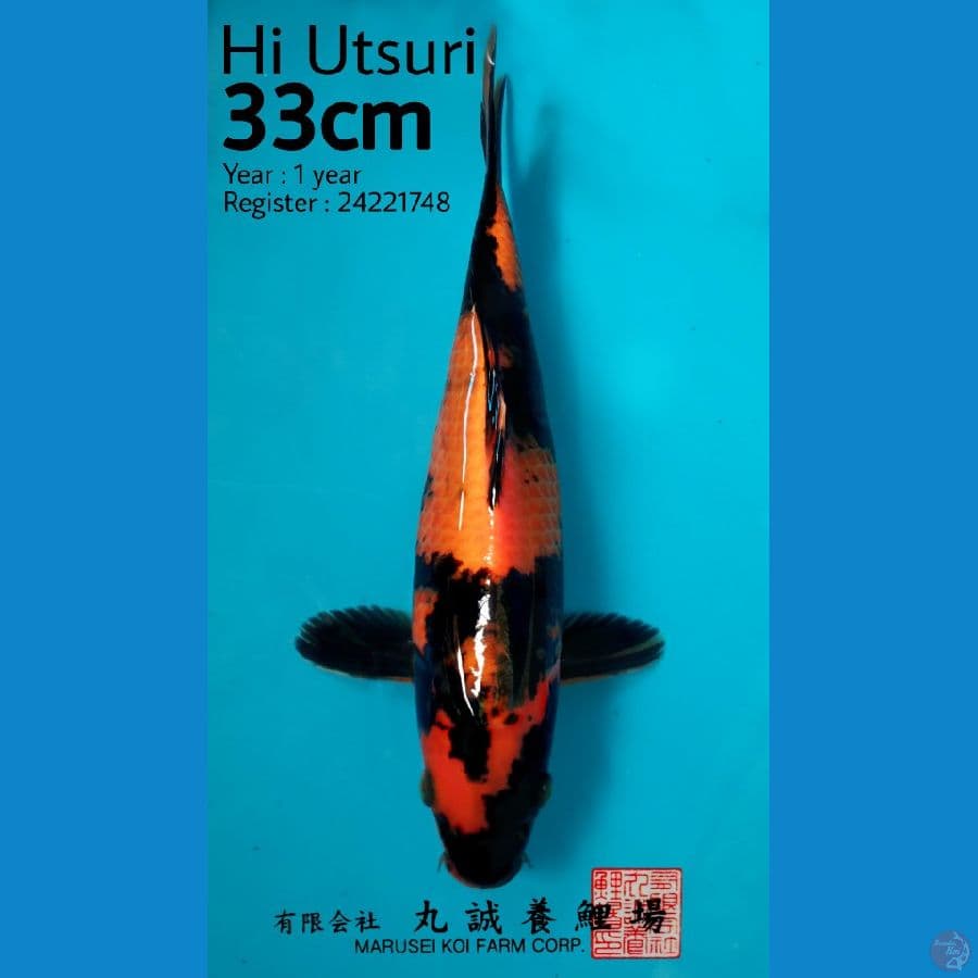 HQ Hi Utsuri Marusei Koi Farm