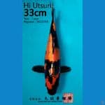 HQ Hi Utsuri Marusei Koi Farm