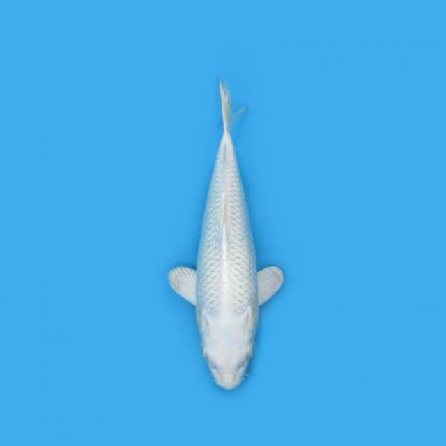 25 cm - PLATINUM OGON