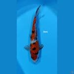 Sanke ~ 31cm