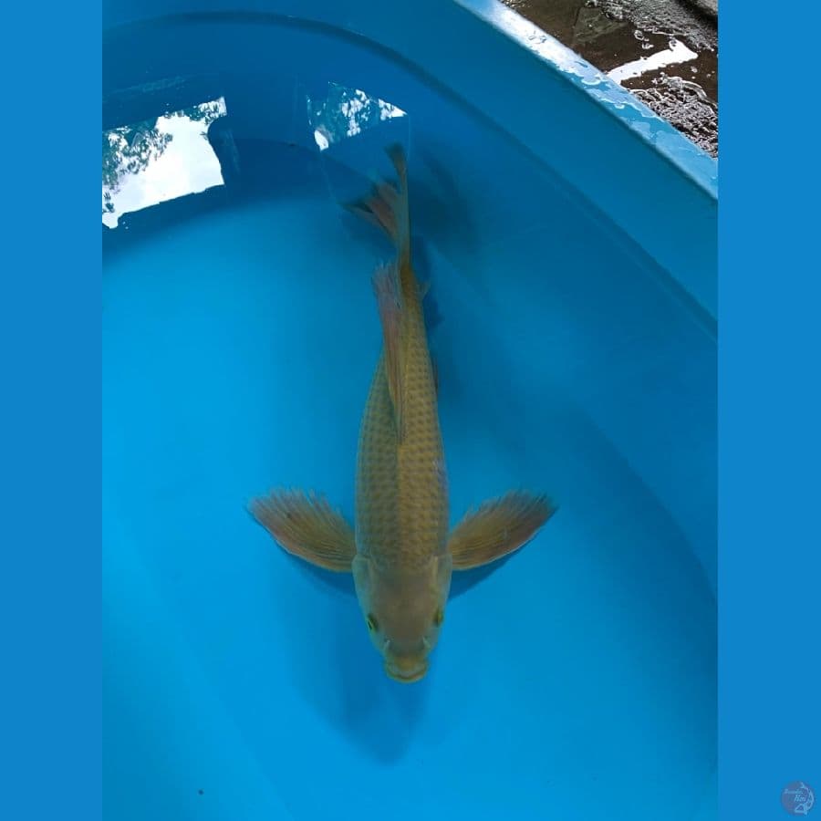 KUMPAY MIDORI 46CM MALE