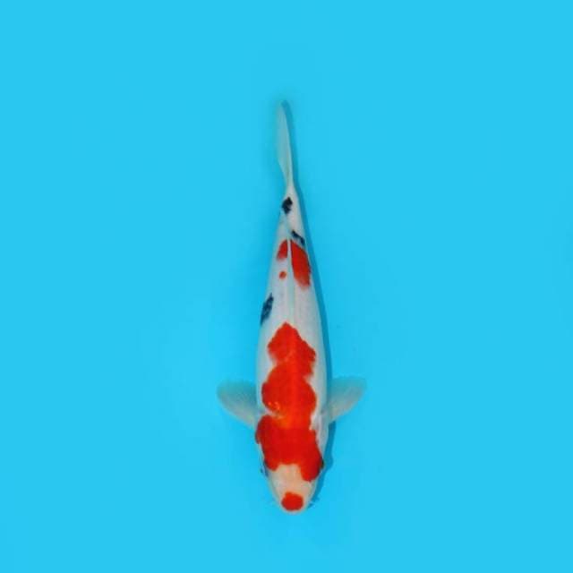24 cm - SANKE
