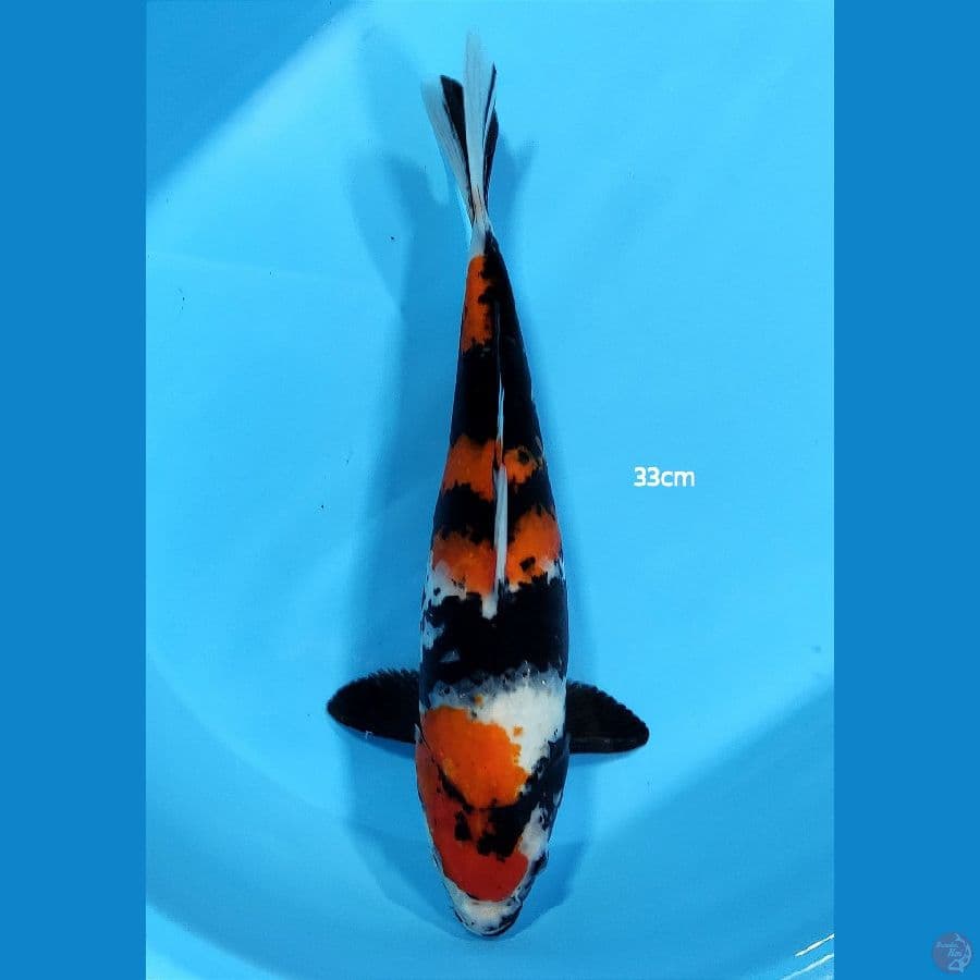 Showa ~ 33 cm