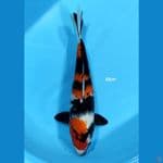 Showa ~ 33 cm 