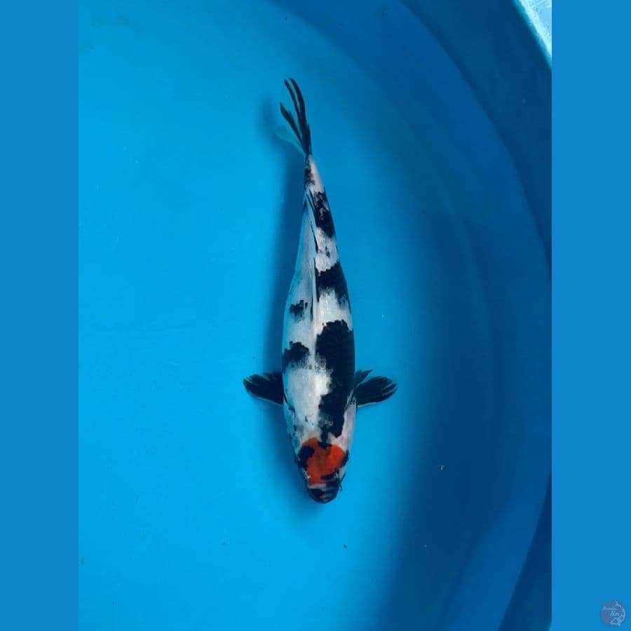 Tancho showa 25 cm